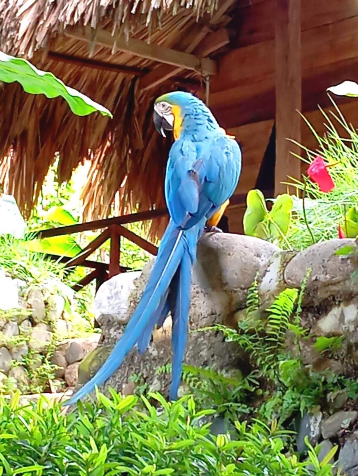 Ecocabanas Diosa Jaguar Tayrona La Esmeralda  ภายนอก รูปภาพ
